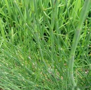 股配咖吧 传说长此草之地有黄金，不知真假但草作用大是真